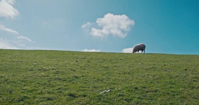 Camera tilt up over a dike on Sylt at the Rantum Basin. Sheep walk past in the foreground, revealing a panoramic view of the vast Wadden Sea. Perfect for nature and travel footage.