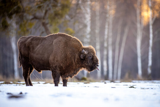 View of a large European bison standing in a snowy field with its tongue out against a backdrop of birch trees during golden hour Bialowieza, Podlaskie Voivodeship, Poland.