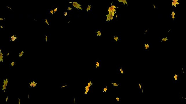 Smoothly falling leaves of different types on a black background. Leaves drifting in different directions. 4K video.