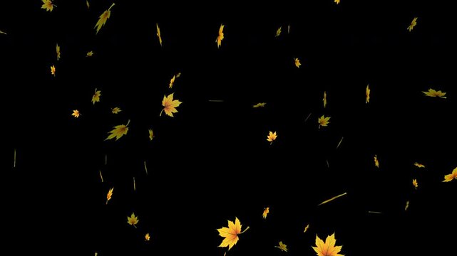 Smoothly falling leaves of different types on a black background. Leaves drifting in different directions. 4K video.
