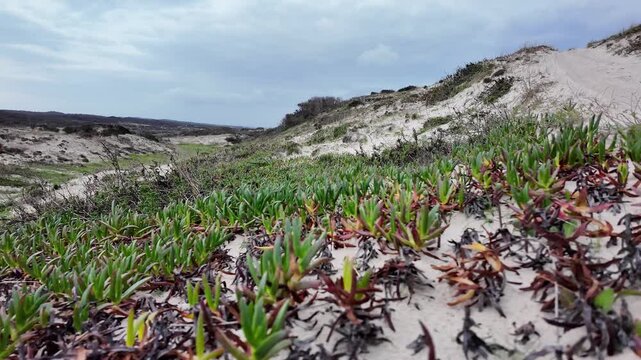 Coastal Dunes of Portugal with Invasive Sour Fig (Carpobrotus edulis) Spreading Along the Shoreline