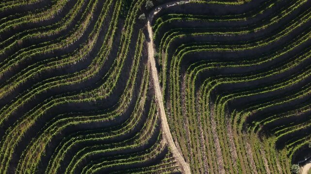 High Quality Drone Shot of Terraced Vineyards on Douro Valley Slopes in Portugal