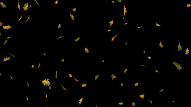Smoothly falling leaves of different types on a black background. Leaves drifting in different directions. 4K video.