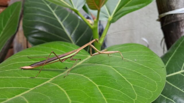 A brown praying mantis clings to a tree trunk, perfectly camouflaged among branches, displaying nature&rsquo;s adaptation skills.,A brown praying mantis rests on a green leaf, blending perfectly with nature