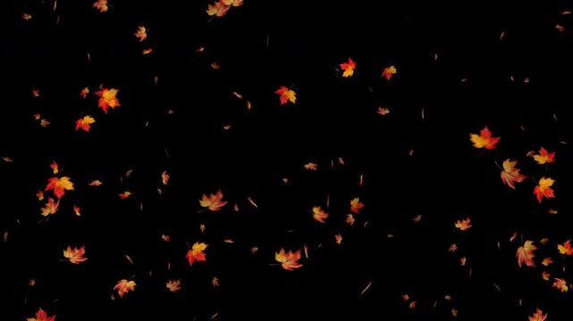 Smoothly falling leaves of different types on a black background. Leaves drifting in different directions. 4K video.