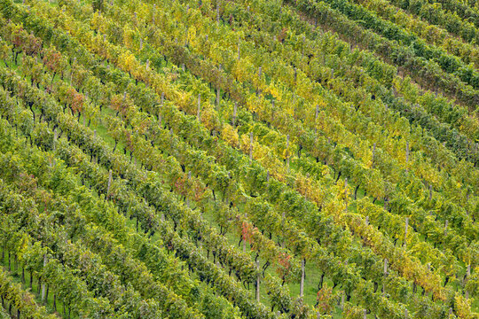 View of lush rows of grapevines with green and yellow autumn leaves in a vineyard, South Moravian Region, Czechia.