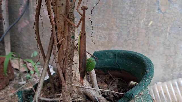 A brown praying mantis clings to a tree trunk, perfectly camouflaged among branches, displaying nature&rsquo;s adaptation skills.,A brown praying mantis rests on a green leaf, blending perfectly with nature