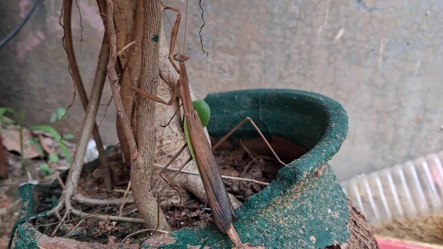 A brown praying mantis clings to a tree trunk, perfectly camouflaged among branches, displaying nature&rsquo;s adaptation skills.,A brown praying mantis rests on a green leaf, blending perfectly with nature