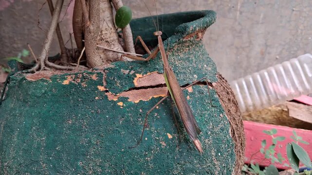 A brown praying mantis clings to a tree trunk, perfectly camouflaged among branches, displaying nature&rsquo;s adaptation skills.,A brown praying mantis rests on a green leaf, blending perfectly with nature