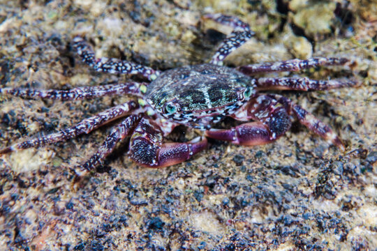 Sally lightfoot crab from Cyprus