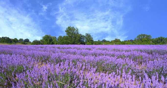 Fantastic landscape in the lavender fields.