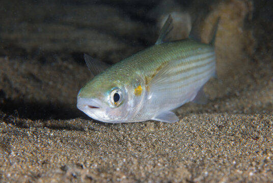 Flathead grey mullet