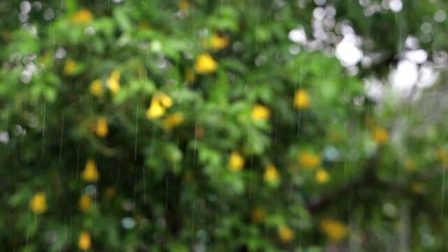 Heavy summer rain falls before soft bokeh foliage and yellow flowers, creating a peaceful natural background with tropical serenity and calming ambiance.