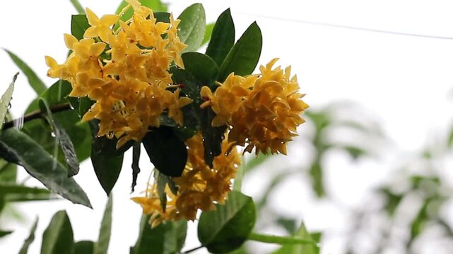 Yellow ixora flowers blowing in heavy tropical rain. Wet monsoon botanical background with clear raindrops on exotic yellow blossoms and green leaves for seasonal summer designs.