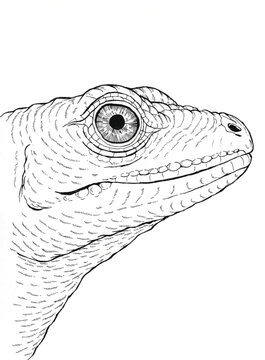 sketch of a lizard