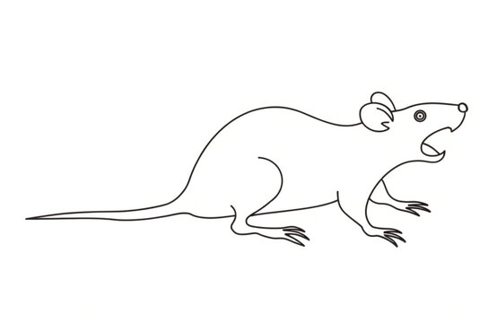 illustration of a mouse