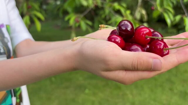 Close up video of child hands holding freshly picked sweet cherries in a summer garden. Ripe red cherries harvested from a backyard orchard under a cherry tree. Concept of healthy eating, organic frui