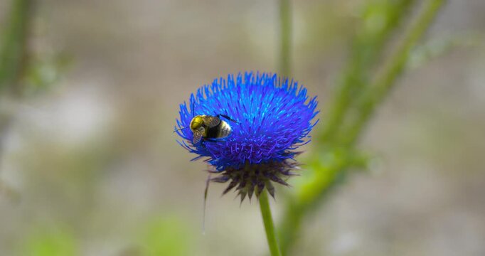  Macro - Bee on a blue flower.