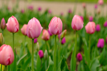 Obraz premium Pink tulips stand tall in a lush garden, surrounded by green leaves and a soft-focus background of various flowers and plants