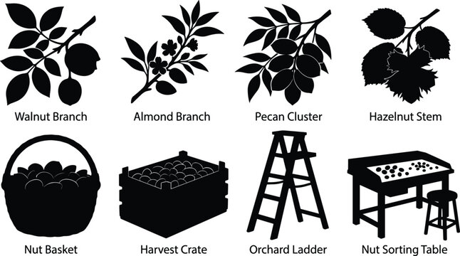 Nut harvesting vector silhouette icon set featuring walnut almond pecan branches baskets crates and orchard tools