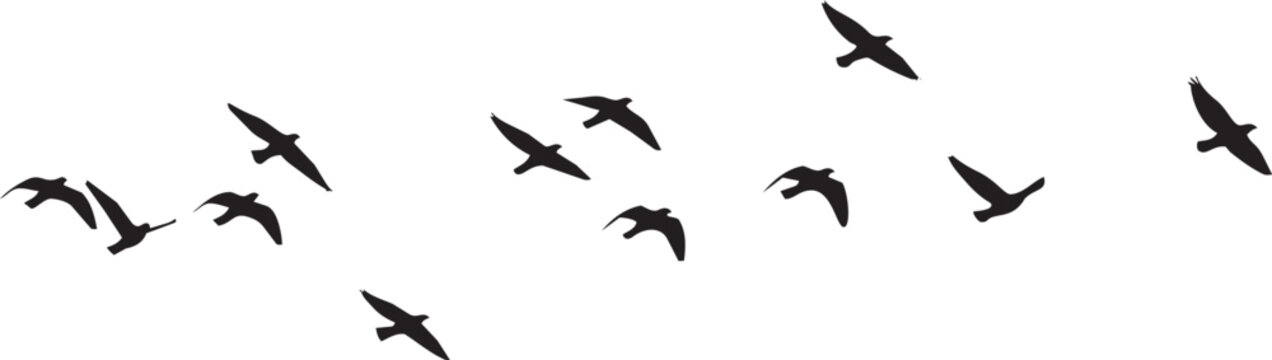 Black silhouette flock of birds flying in dynamic v formation against white background black birds