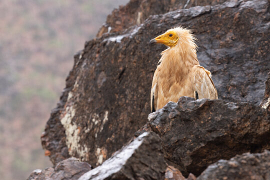 View of an Egyptian vulture perched on dark volcanic rocks in Socotra, Yemen.