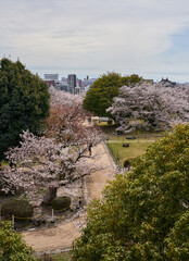 Fototapeta premium Cherry blossom path overlooking Himeji