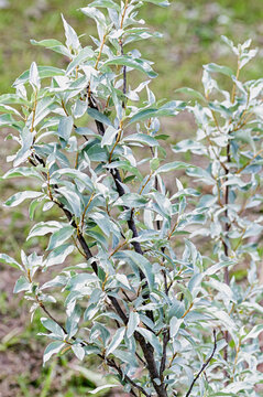 Silver berry (Elaeagnus commutata) decorative shrub with silver foliage