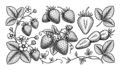 Vintage strawberry engraved vector illustration with fresh berry botanical details © MstChufia