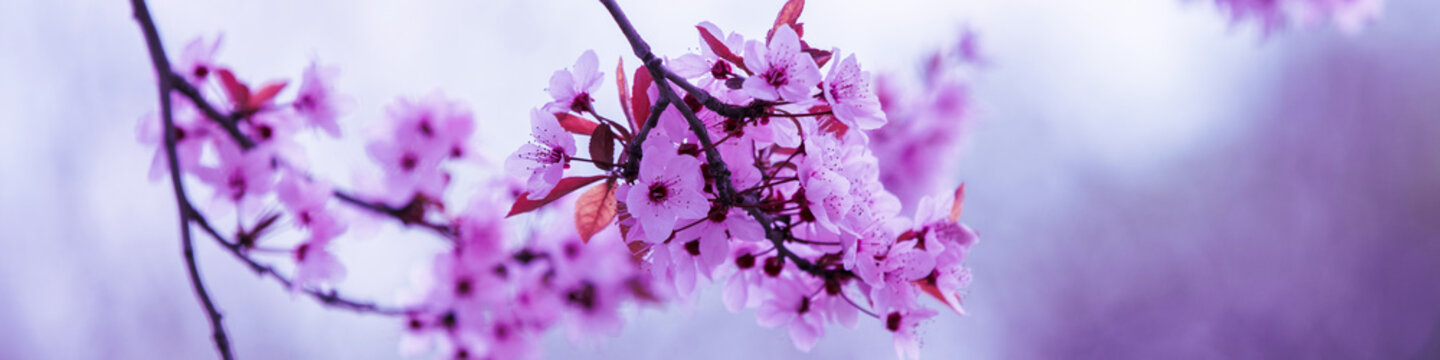 Vintage blossoming sakura tree. Spring nature backround