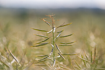 Obraz premium Closeup of a Rapeseed Plant and Pods Maturing in an Agricultural Field