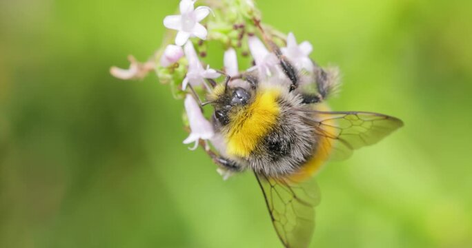 Close-up of a fuzzy bumblebee collecting nectar from tiny pink flowers on a green blurred background.