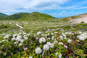 Obraz premium Blooming Labrador tea flowers on the volcanic slopes of Mount Esan in Hokkaido, Japan. Labrador tea flowers blooming across the volcanic slopes of Mount Esan in Hakodate, Hokkaido, Japan. A scenic mou