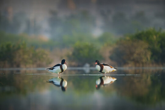 View of two common shelducks standing in the calm water with clear reflections at the Urban Forest in Karachi, Sindh, Pakistan.