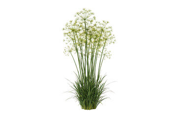 Fototapeta premium A lush bunch of white allium flowers with spherical clusters on long green stems, growing from a dense base of thin grassy leaves, isolated