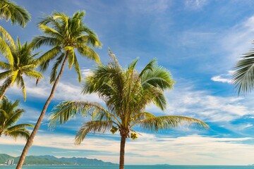 Obraz premium A striking serene view of a palm tree with vibrant green leaves against a clear blue sky, capturing the essence of tropical beauty on a hot sunny day. 