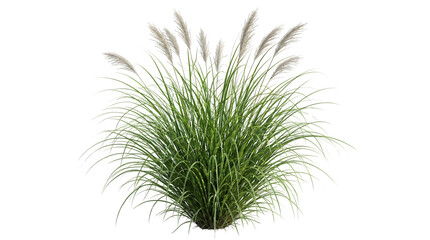 Fototapeta premium Ornamental grass with feathery plumes isolated on transparent background