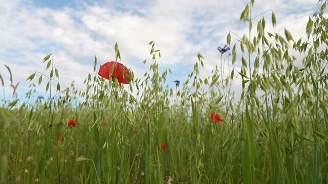 Common oat and poppy flowers, Avena sativa growing on agriculture field, cultivated grain, panicles bear spikelets, harvest in summer, farmland on countryside, food industry