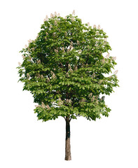 Fototapeta premium Isolated tree with transparent background. Asculus hippocastanum or the horse chestnut is a robust tree up to 25 meters high. Summer version.