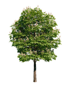 Isolated tree with transparent background. Asculus hippocastanum or the horse chestnut is a robust tree up to 25 meters high. Summer version.