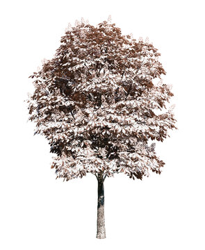 Isolated tree with transparent background. Asculus hippocastanum or the horse chestnut is a robust tree up to 25 meters high. Winter version.