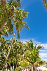 Fototapeta premium A striking serene view of a palm tree with vibrant green leaves against a clear blue sky, capturing the essence of tropical beauty on a hot sunny day. 