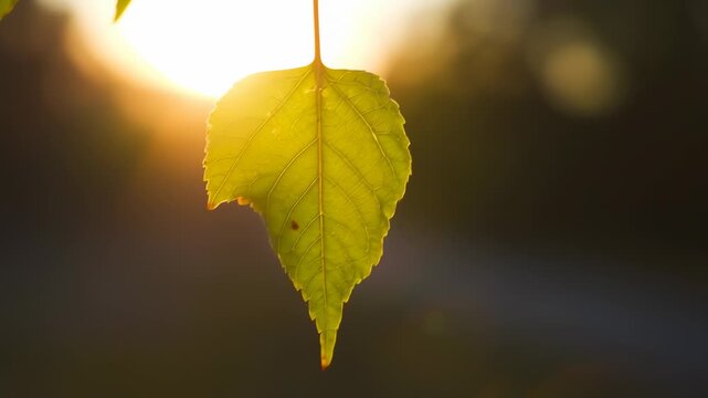 Golden leaf illuminated by sunset