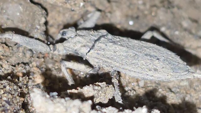 

Extreme Close-up Macro Shot of a Water Scorpion Camouflaged and Hiding in the Dirt and Sand Before Emerging #001

