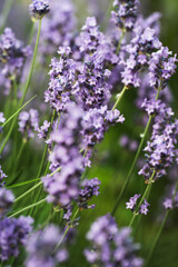 Obraz premium Close-Up of Purple Lavender Flowers in Bloom