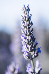 Obraz premium Lavender Flower Spike with Tiny Insect Detail