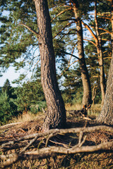 Fototapeta premium Dog resting among pine trees in forest