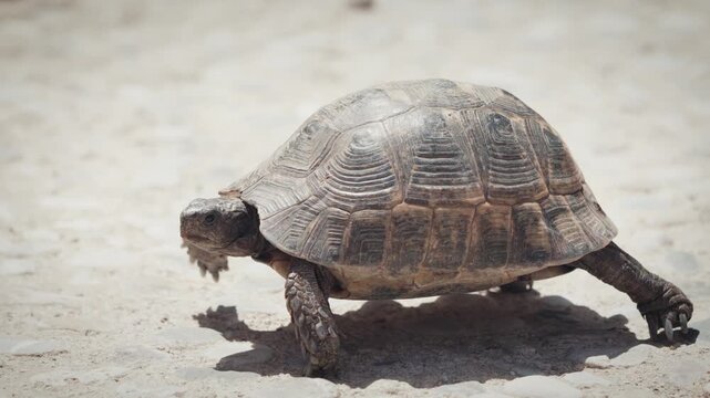 Wild terrestrial tortoise walking in its natural habitat. Slow and steady reptile moving across the dusty ground under bright sunlight