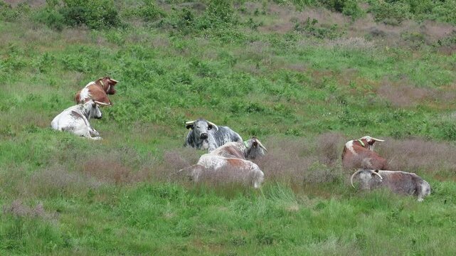 Longhorn Cattle at Kinver Edge, Staffordshire. This old breed of cattle are often used in rewilding projects. Staffordshire. UK