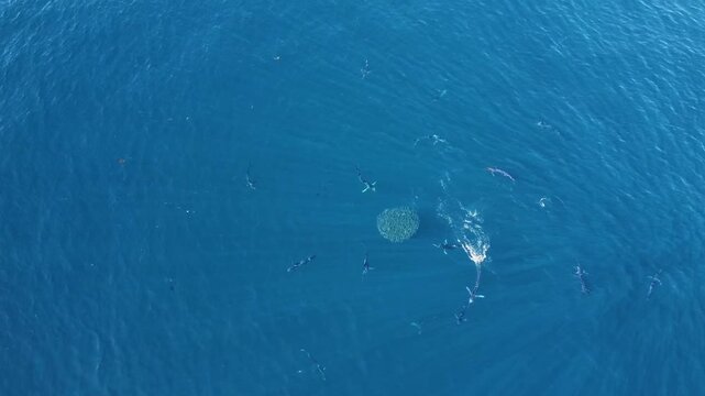 An aerial sequence capturing multiple striped marlins hunting a massive bait ball of sardines during the Mexican sardine run off the coast of Magdalena Island, Baja California Sur.